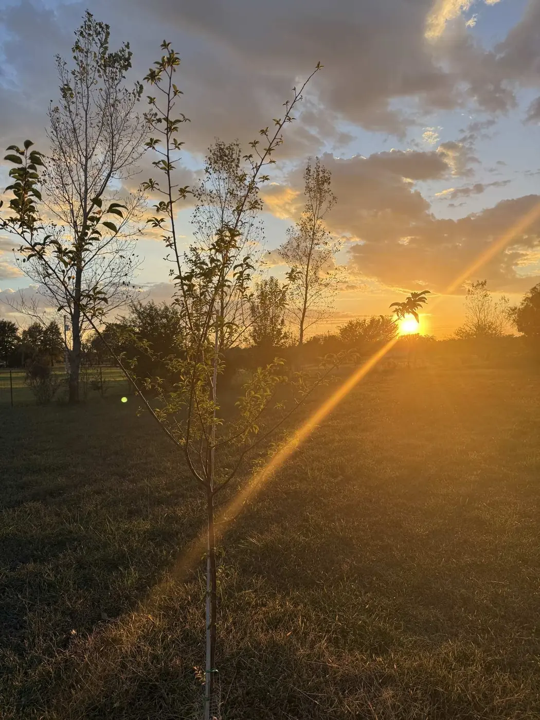 Staked young peach tree at sunset in the Porter & Prairie orchard, Porter, Oklahoma