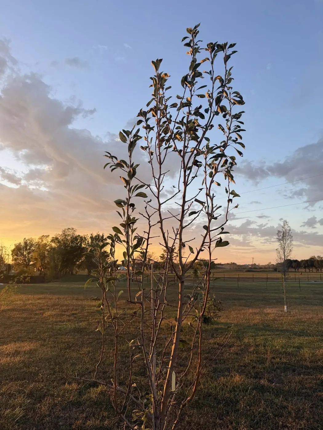 Tall young peach tree under an evening sky in the Porter & Prairie orchard, Porter, Oklahoma