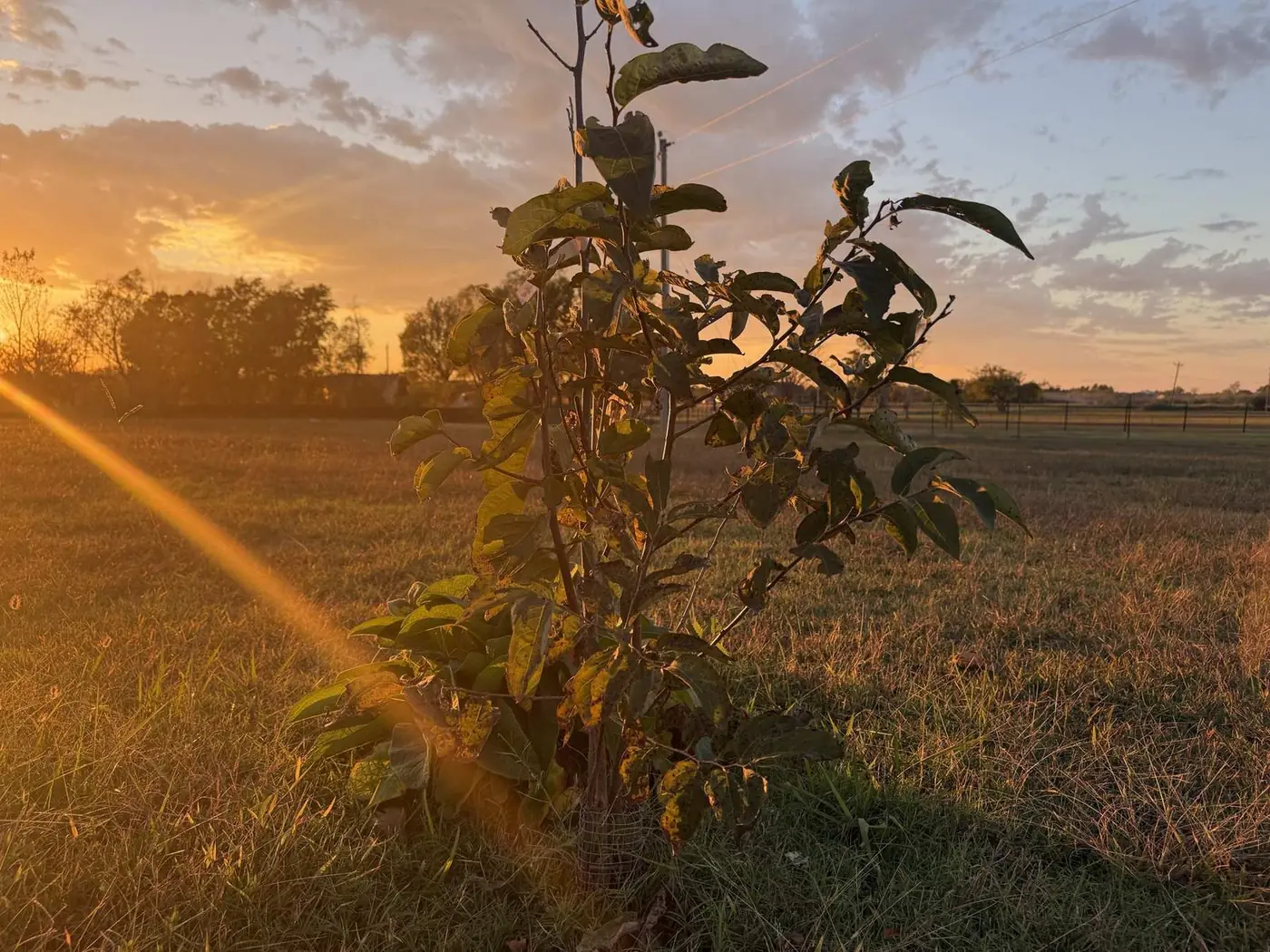 Young peach tree with a caged trunk at sunset in the Porter & Prairie orchard, Porter, Oklahoma