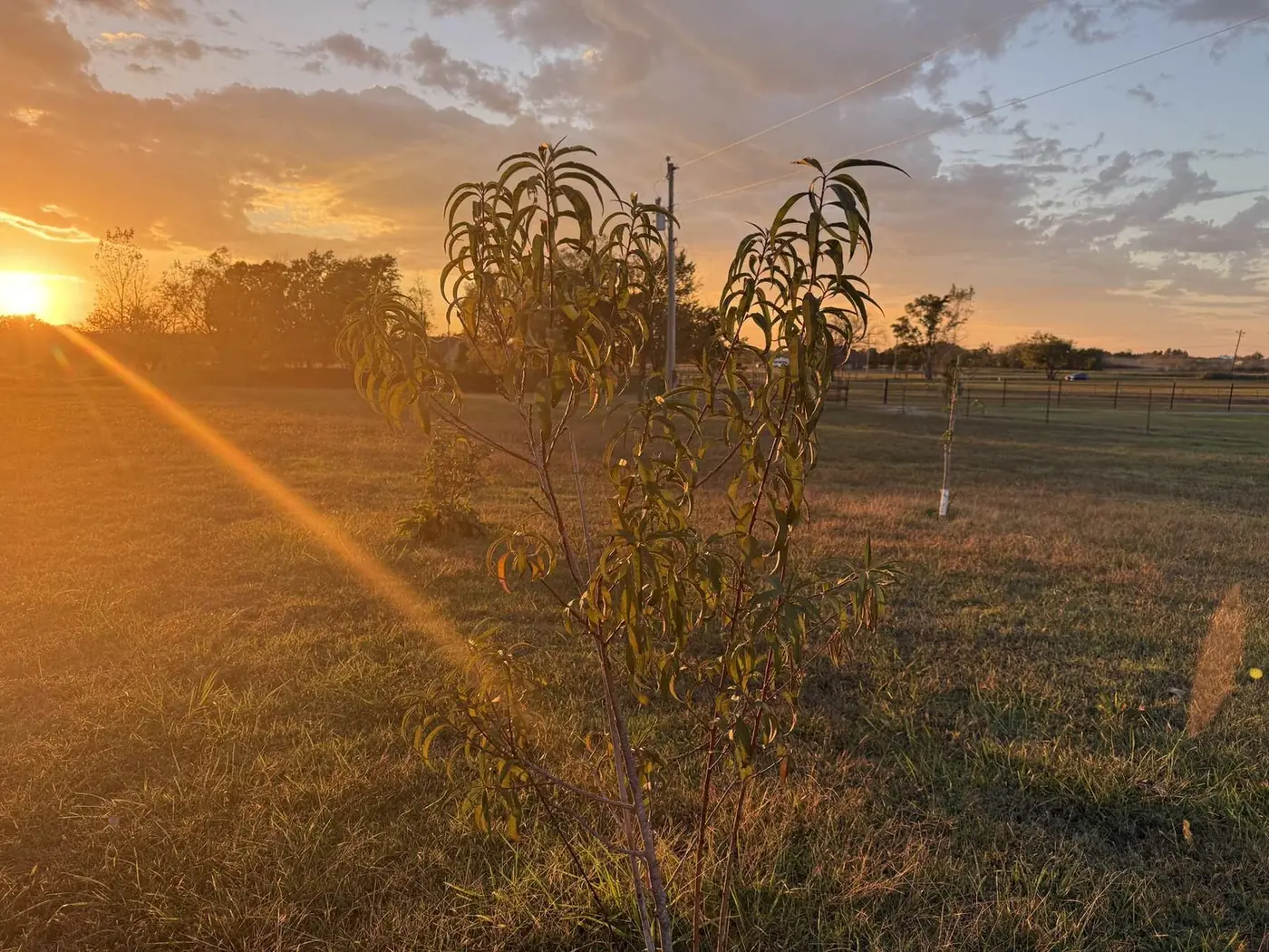 Young peach tree at sunset in the Porter & Prairie orchard, Porter, Oklahoma