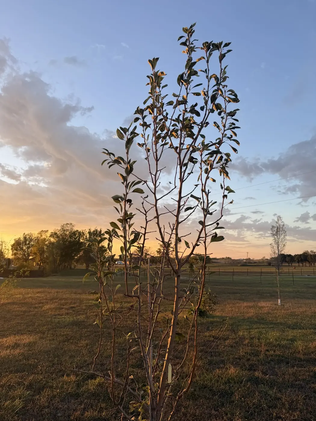 A young peach tree in leaf against an evening sky in the Porter & Prairie orchard, Porter, Oklahoma.