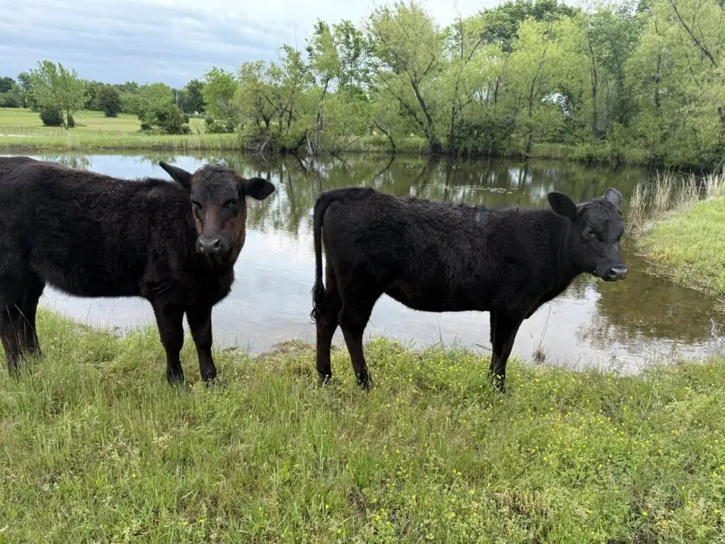 Two black calves stand on the grassy bank of the farm pond with trees reflected in the water.
