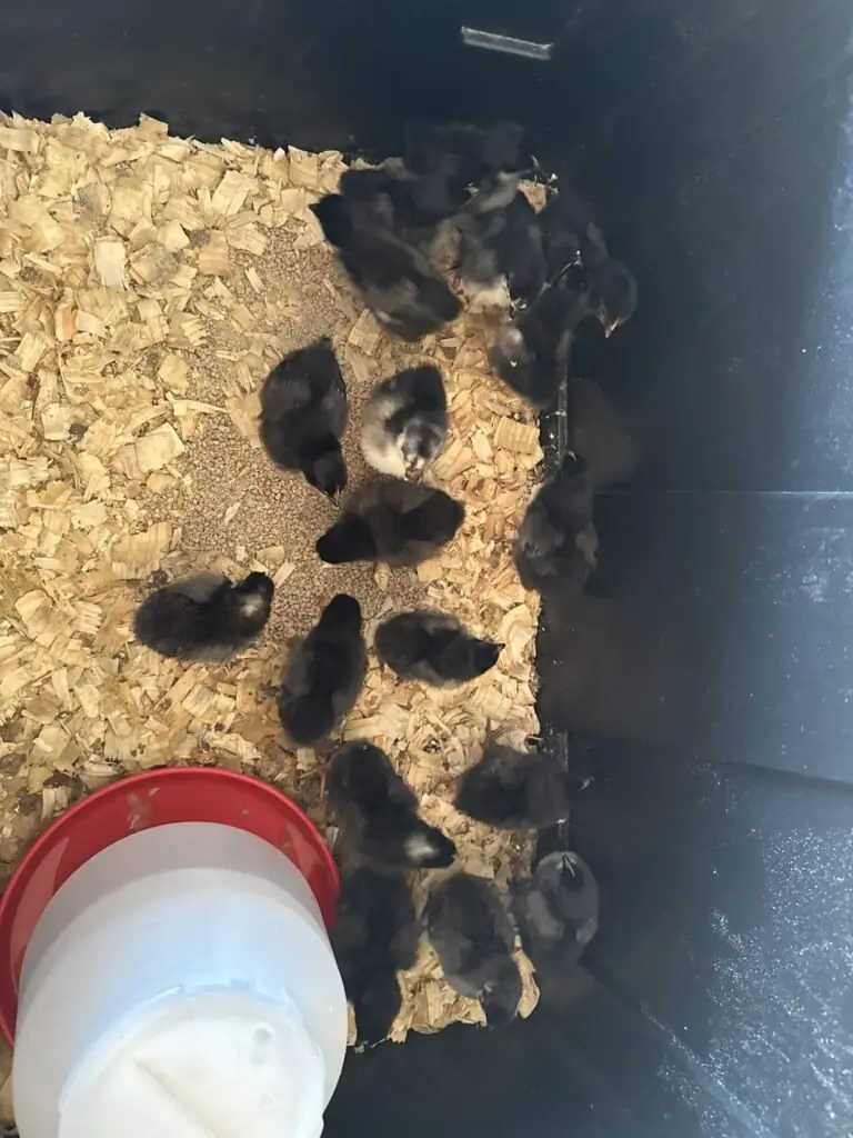 Young black chicks huddled together in the brooder at Porter & Prairie Family Farm.