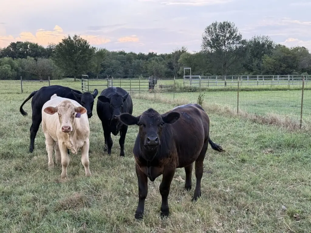 A small herd of black and cream calves gathers in the fenced pasture in soft evening light.