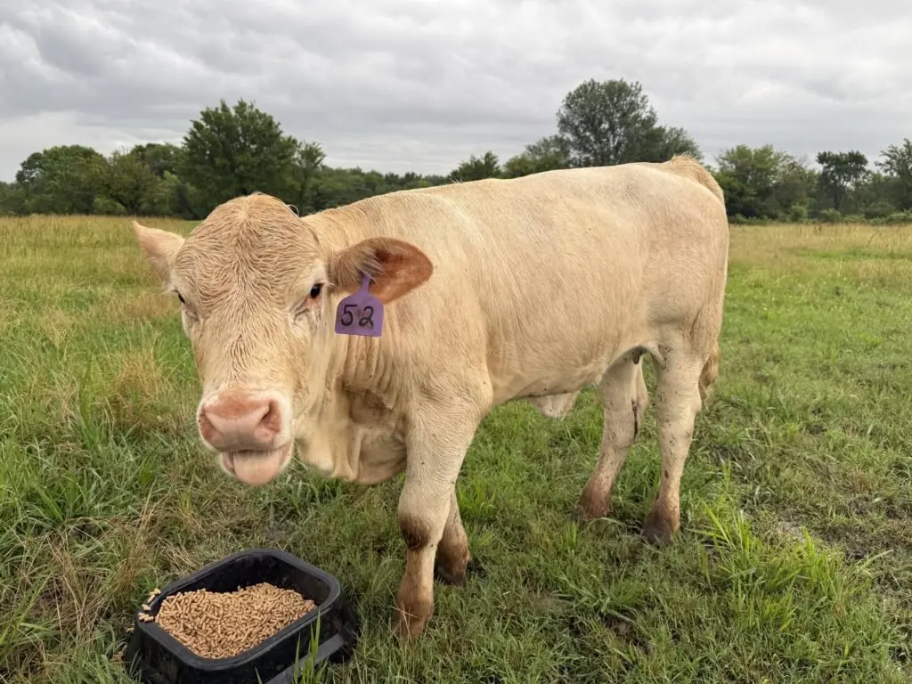 A cream-colored calf with a purple ear tag stands beside a pan of feed.