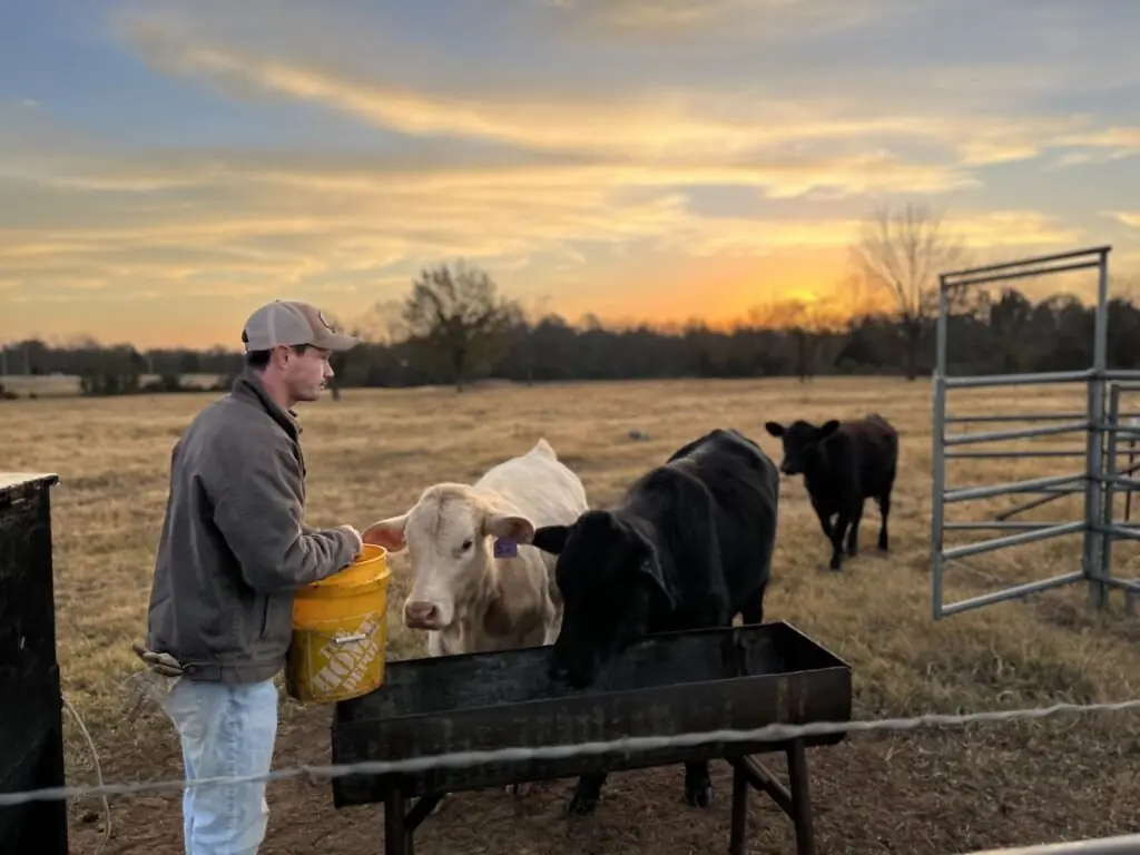 A farmer pours feed from a bucket into a trough as black and cream cattle crowd in at sunset.