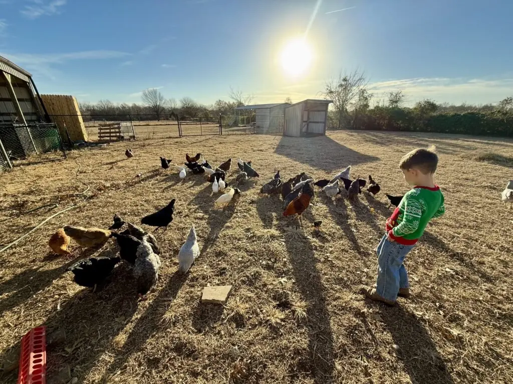 A young boy walks among free-range hens and a rooster in the farmyard at sunset, the sun low over the barn.