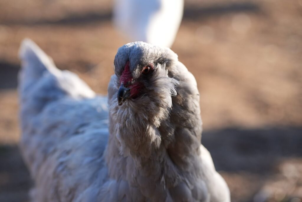 Close-up of one of our laying hens in golden evening light.