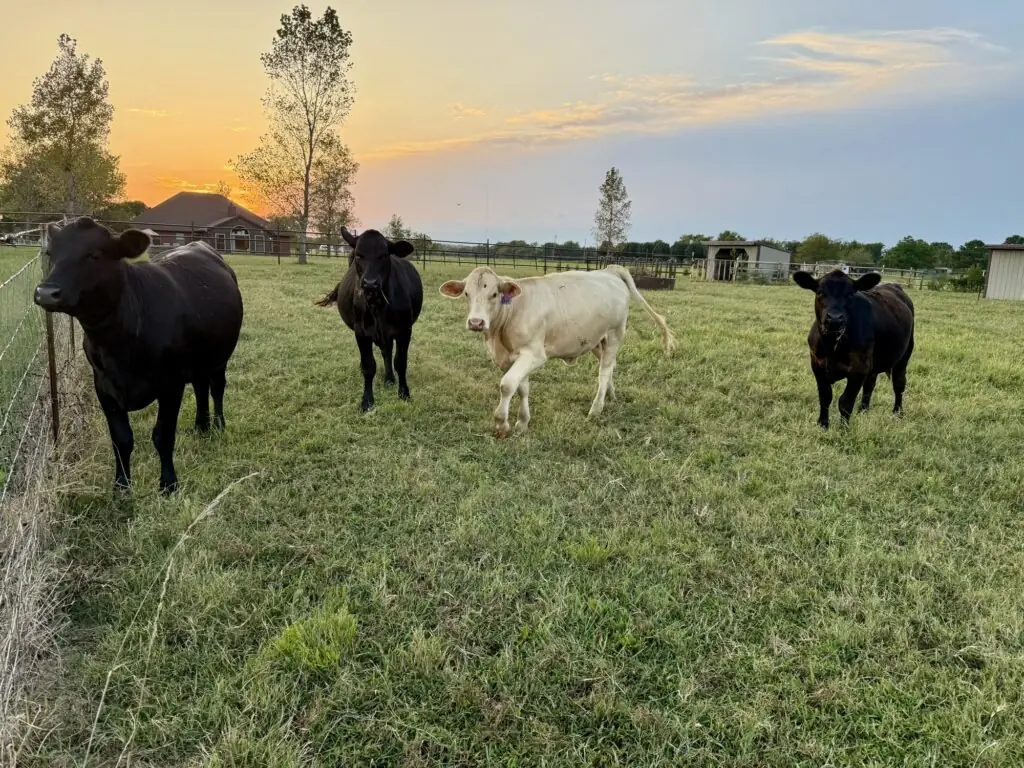 Black and cream cattle graze in the open pasture under a golden sunset sky.