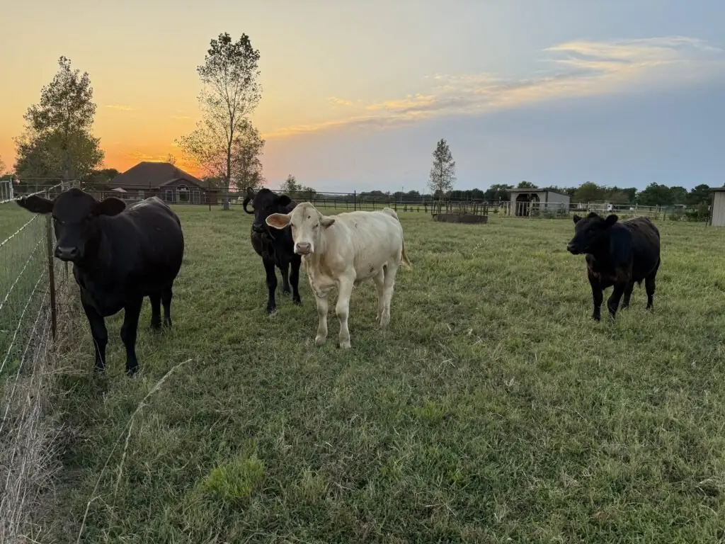 Black and cream cattle stand in green pasture as the sun sets behind the trees.