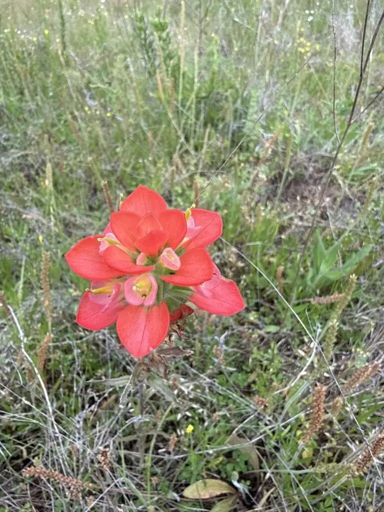 A red Indian paintbrush wildflower blooming in the grass at Porter & Prairie Family Farm.
