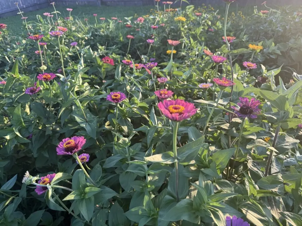 A dense bed of pink and magenta zinnias with green foliage in the farm garden.
