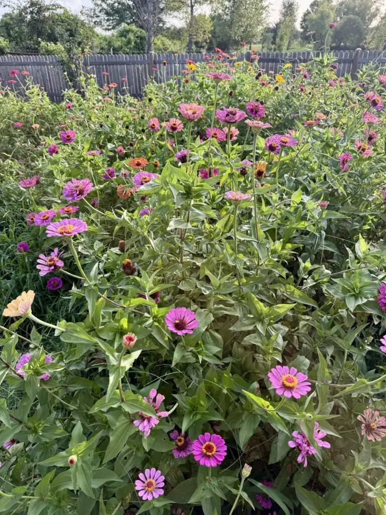 A lush patch of pink and magenta zinnias in full bloom along the farm fence on a sunny day.
