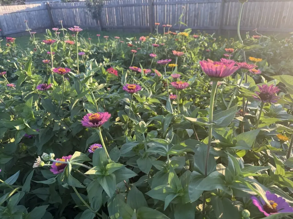 Pink zinnias blooming above leafy green plants in the Porter & Prairie flower garden.